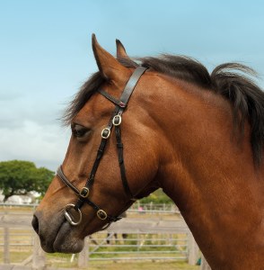 Windsor In-Hand Bridle Full Black