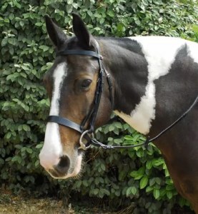 Windsor Plain Hunter Bridle Pony Havana
