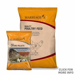Marriages Quail Layer Micro Pellet 20kg