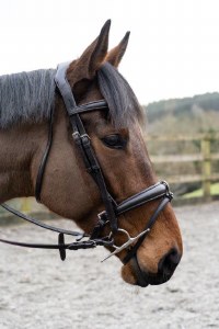 Eco Rider Ecolux Bridle Brown X Full