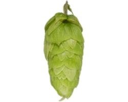 Nelson Sauvin 1 lb.