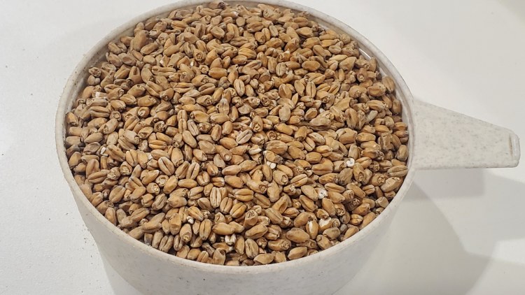 Red Wheat 1 lb.