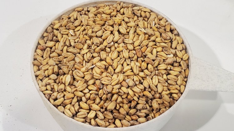 White Wheat Malt 50 lbs.