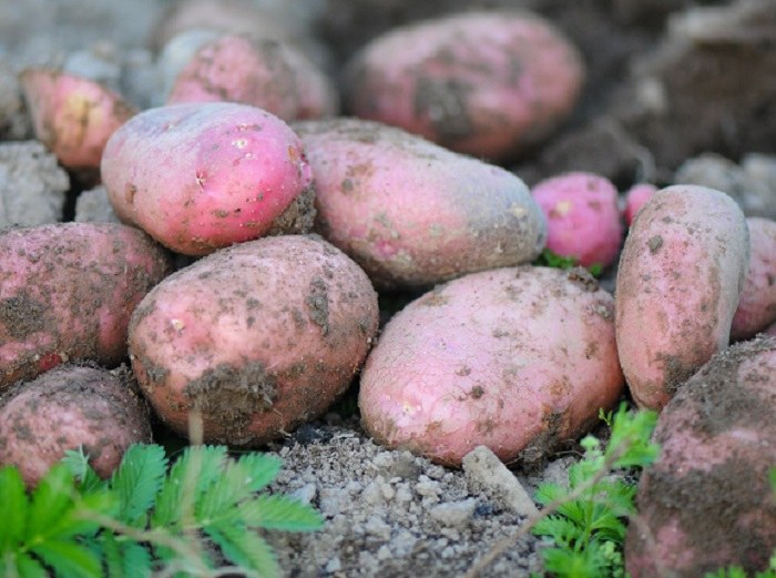 KERRS PINK POTATO SEEDS