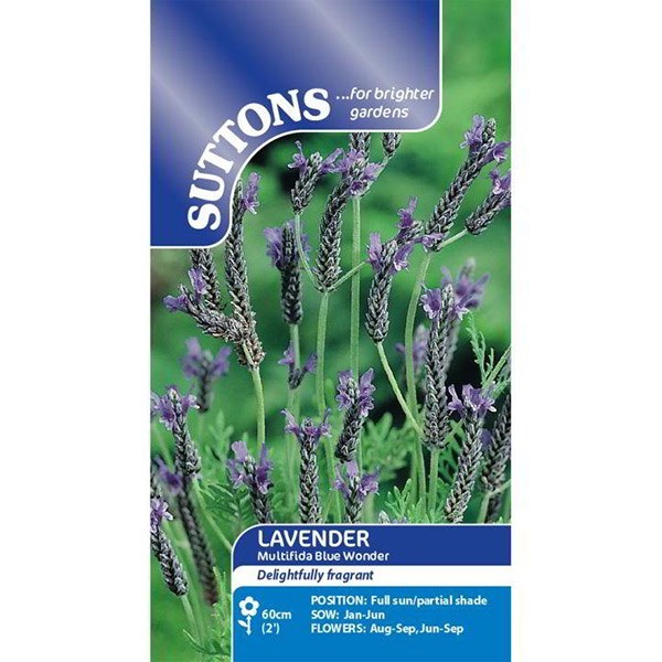 LAVENDER MULTIFIDA BLUE WONDER