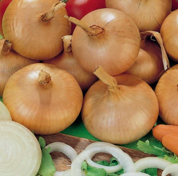 STUTTGARTER RIESEN ONION SETS