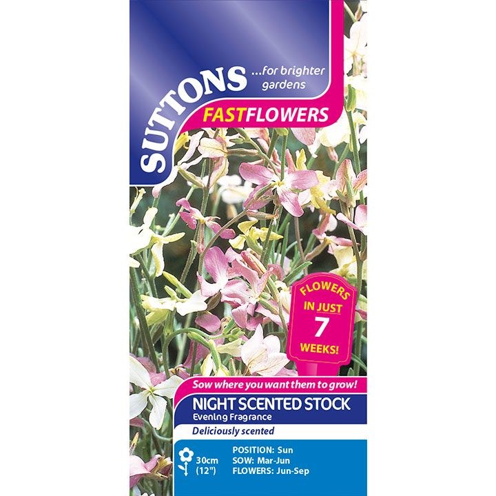 SUTTONS NIGHT SCENTED STOCK EVENING FR