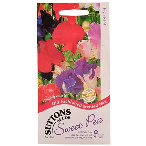 SUTTONS SWEET PEA OLD FASHIONED