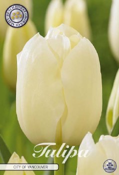 10 SINGLE LATE TULIPS - CITY OF VANCOUVER