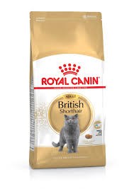 British Shorthair 2kg