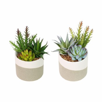 POTTED SUCCULENT PLANT BEIGE ASSORTED 20CM