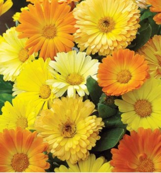 SUTTONS CALENDULA* DAISY MIX