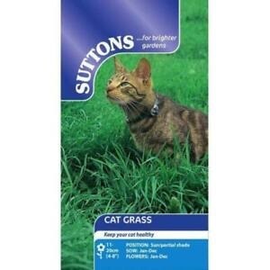 SUTTONS  CAT GRASS