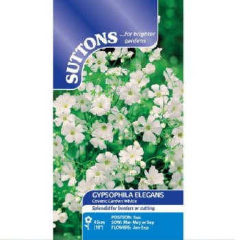 SUTTONS GYSOPHILA COVENT GARDEN WHITE