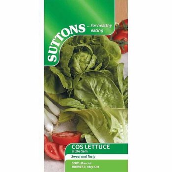 SUTTONS LETTUCE COS LITTLE GEM