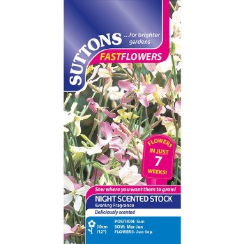 SUTTONS NIGHT SCENTED STOCK EVENING FR