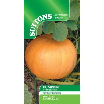 SUTTONS PUMPKIN HUNDRED WEIGHT