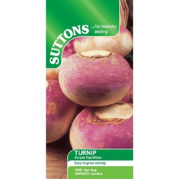 SUTTONS TURNIP PURPLE TOP MILAN