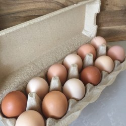 Mobile Pastured Raised Eggs, Large