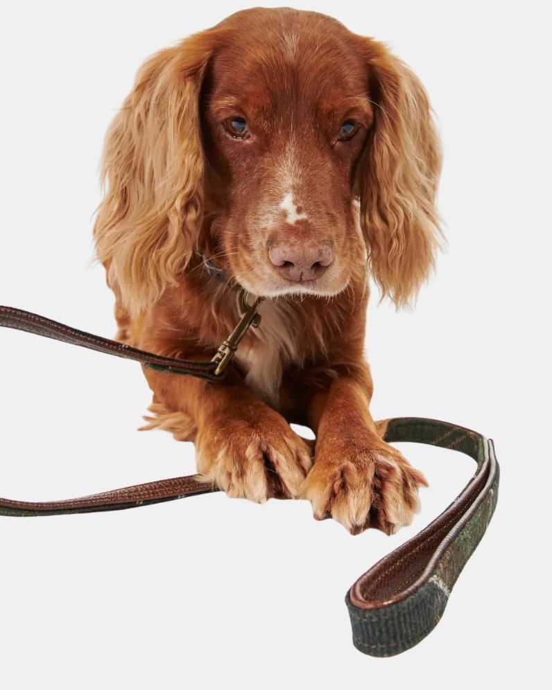 Tartan Dog Lead thumbnail