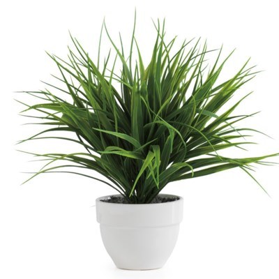 Grass Potted Plant