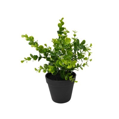 Eucalyptus Plant In Pot