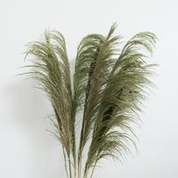 Pampas Feathered Large Green