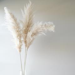 Pampas Large Bleached White