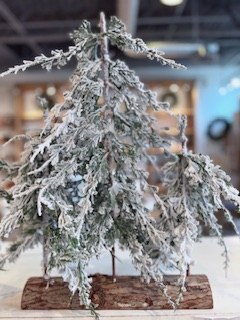 Norway Spruce Trio Tree