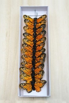 BUTTERFLY 2&quot; BX/12 MONARCH