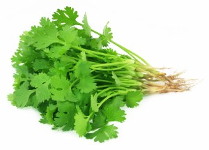 Organic Herb Coriander Bunch