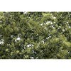 WOO F1133 OLIVE GREEN FOLIAGE
