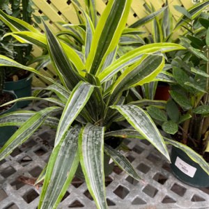 6" Assorted Tropical