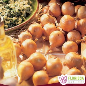 Pkg.10 SHALLOTS French Gourmet