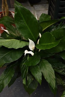4" Spathiphyllum