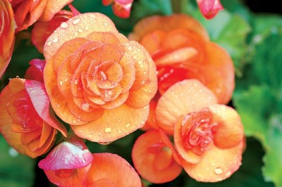 11" Reiger Begonia H.B