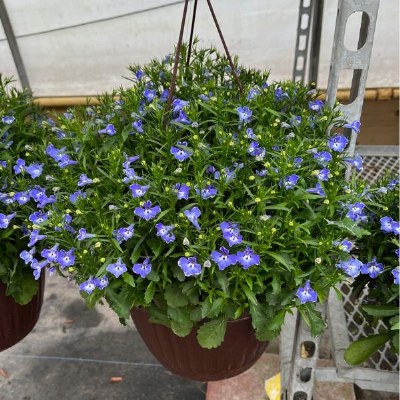 10"-11" Hanging Basket