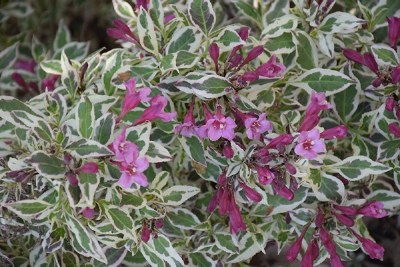 MY MONET PURPLE EFFECT WEIGELA  PW