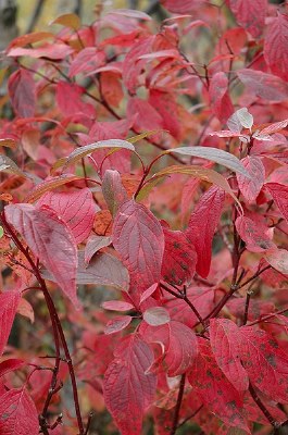 Red Osier Dogwood