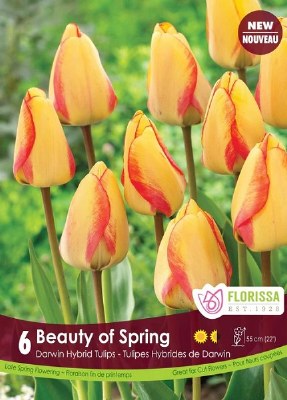 Pkg.6 TULIP Beauty of Spring 12+