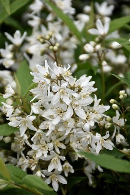 Deutzia Yuki Snowflake PW 2 gal - Ryerse Garden Gallery