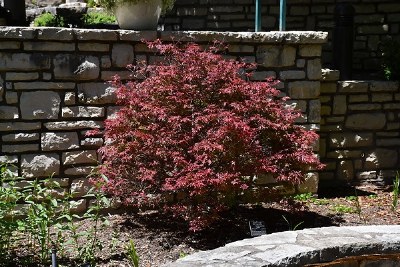 Acer palmatum Shaina - Japanese Maple