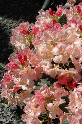 Rhododendron PERCY WISEMAN - 2 Gal