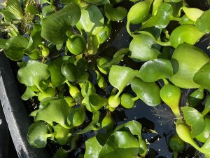 Water Hyacinth/Lettuce