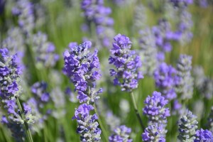 Munstead English Lavender - 1qt