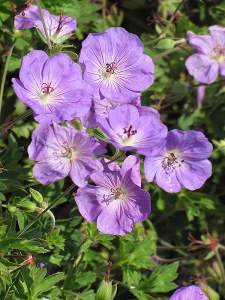 Rozanne Cranesbill - 1gal