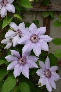 Nelly Moser  Clematis - Stkd #1 Cont.