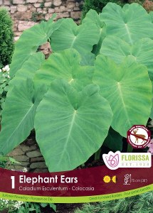 Pkg.1 CALADIUM Colocasia Elephant Ears 11+