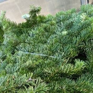 Silver Fir