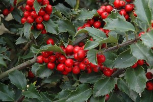 Ilex meserveae BERRI MAGIC - 2 Gal 30cm